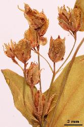 Hypericum mutilum inflorescence.
 © Landcare Research 2010 